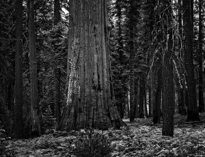 Sequoia_2_8x10_1_pos_bwN_DMa.jpg