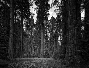 Sequoia_Meadow_DMa.jpg