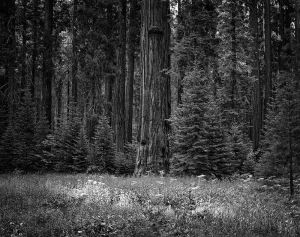 Sequoia_8x10_DM_Naa.jpg