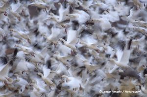 Snow geese take off