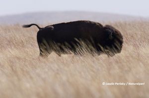 Bison bull against the wind